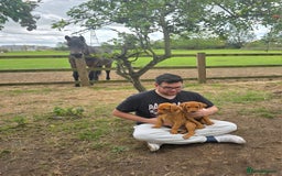 Labrador Retriever dogs for sale: KC Registered Fox Red Labrador Puppies - Image 23