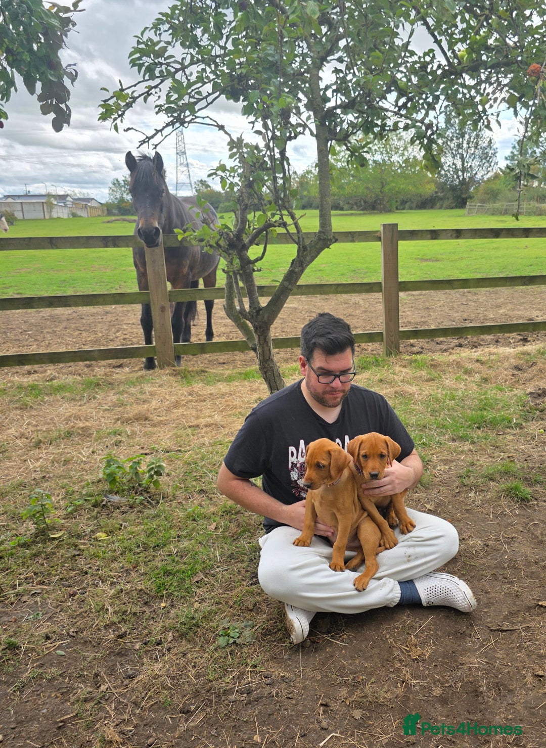 Labrador Retriever dogs for sale: KC Registered Fox Red Labrador Puppies - Image 23