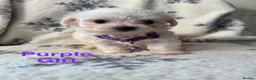 Maltese dogs for sale: Maltese puppies - Advert 14