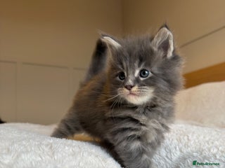 Maine Coon cats 5 Main Coon Kittens - Advert 10