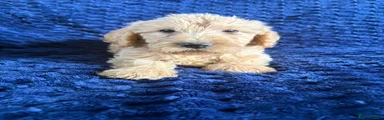 Labradoodle 2