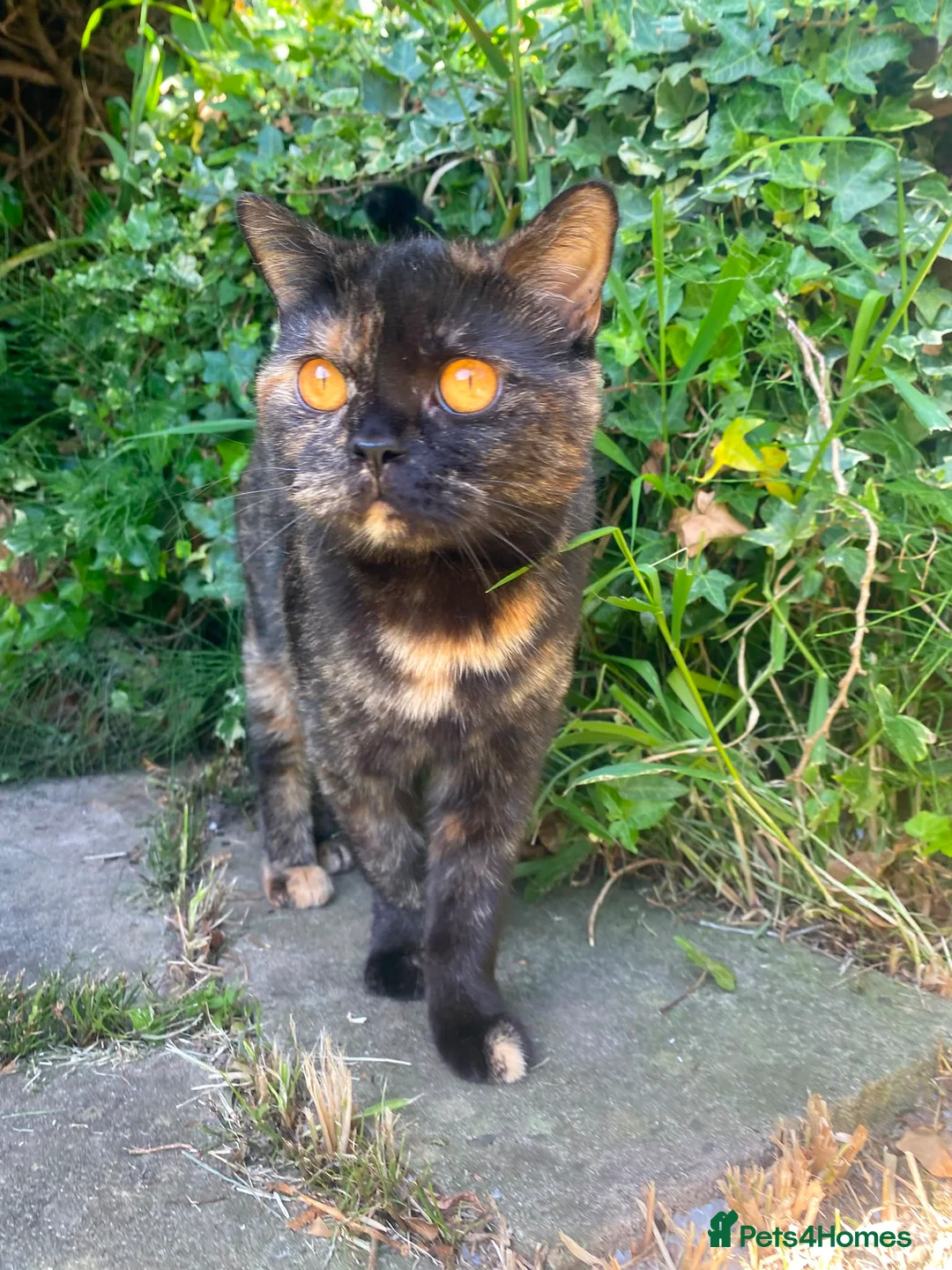 British Shorthair cats for sale: Retired BSH queen - Advert 1