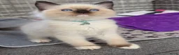 Ragdoll cats for sale: TICA/GCCF registered ragdoll kittens - Advert 5