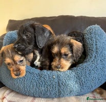 Dachshund dogs Wire haired dachshund puppies 🐾❤️ - Advert 6