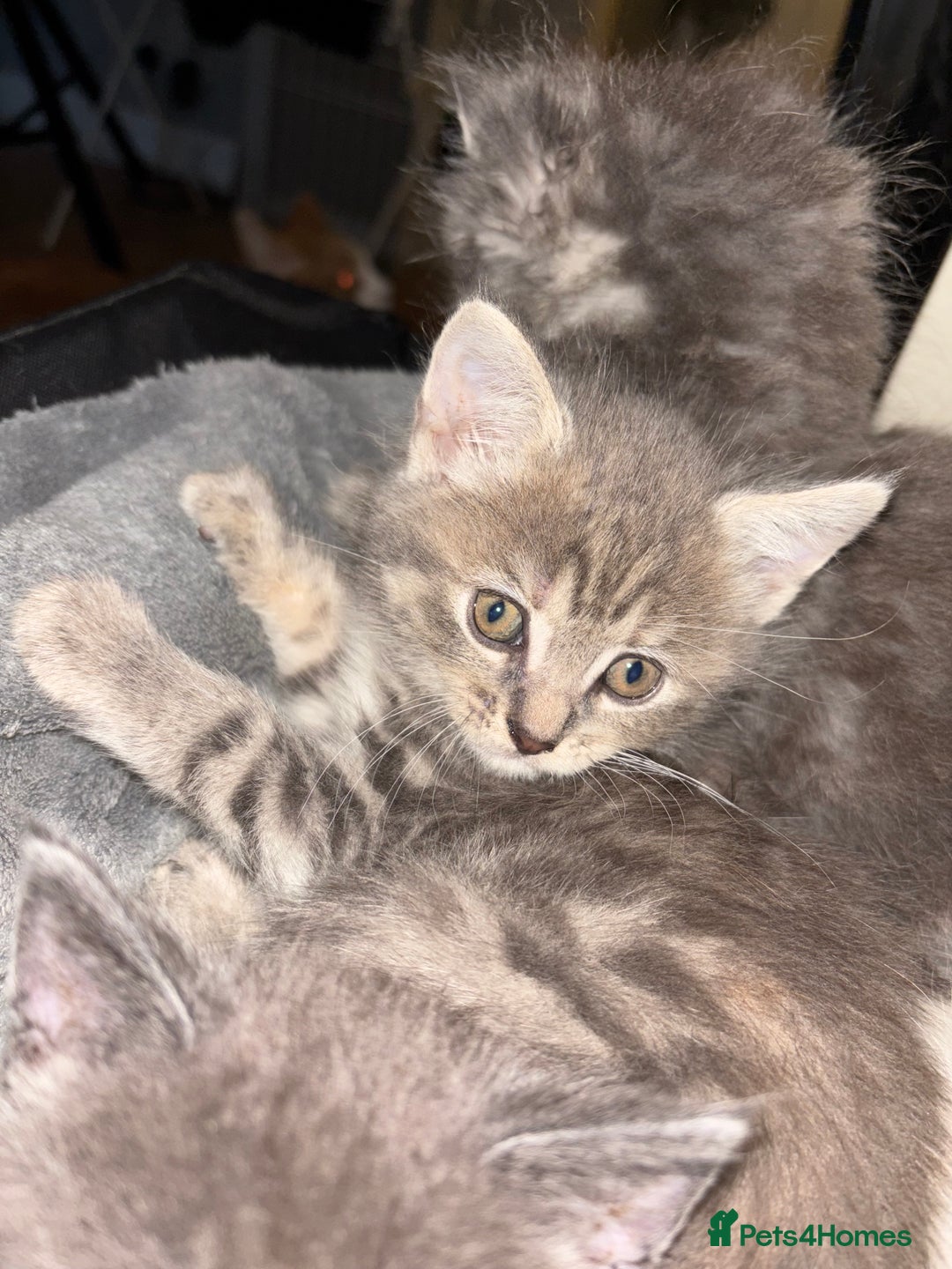 Mixed Breed cats for sale: Stunning Kittens  - Image 6
