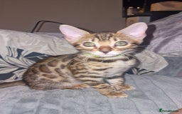 Bengal cats for sale: 3 Gorgeous Bengals kittens 😻😻❤️❤️❤️ - Image 32