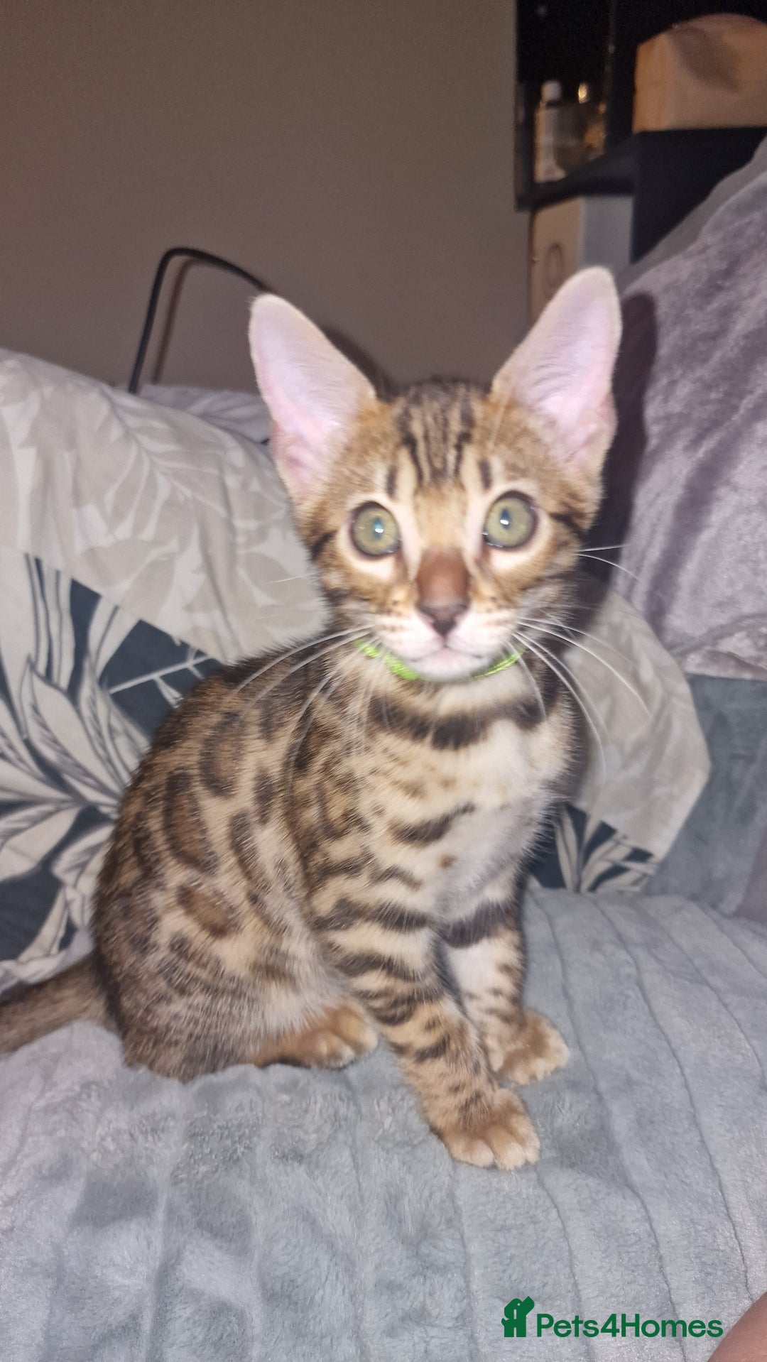 Bengal cats for sale: 3 Gorgeous Bengals kittens 😻😻❤️❤️❤️ - Image 32