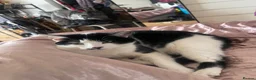 British Shorthair cats for sale: Two adult cats looking for a new home!  - Advert 7