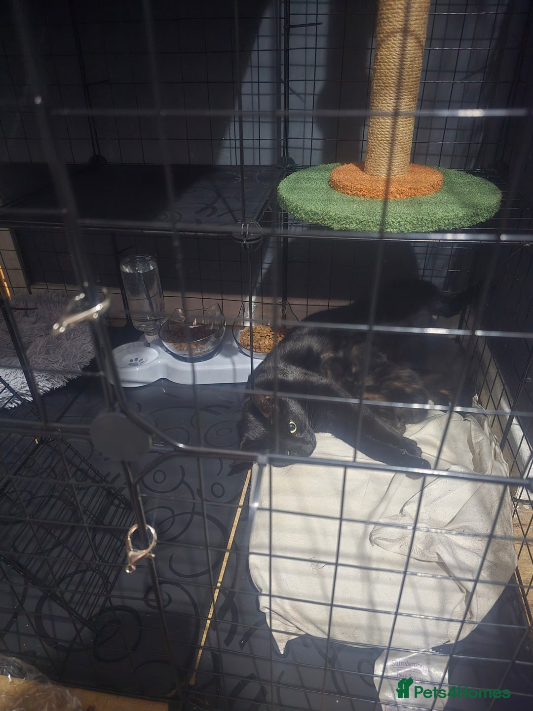 Mixed Breed cats for sale: 5 adorable kittens ready now  - Image 9