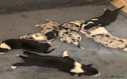 Border Collie dogs for sale: Border collie puppy’s ready to reserve  - Image 3