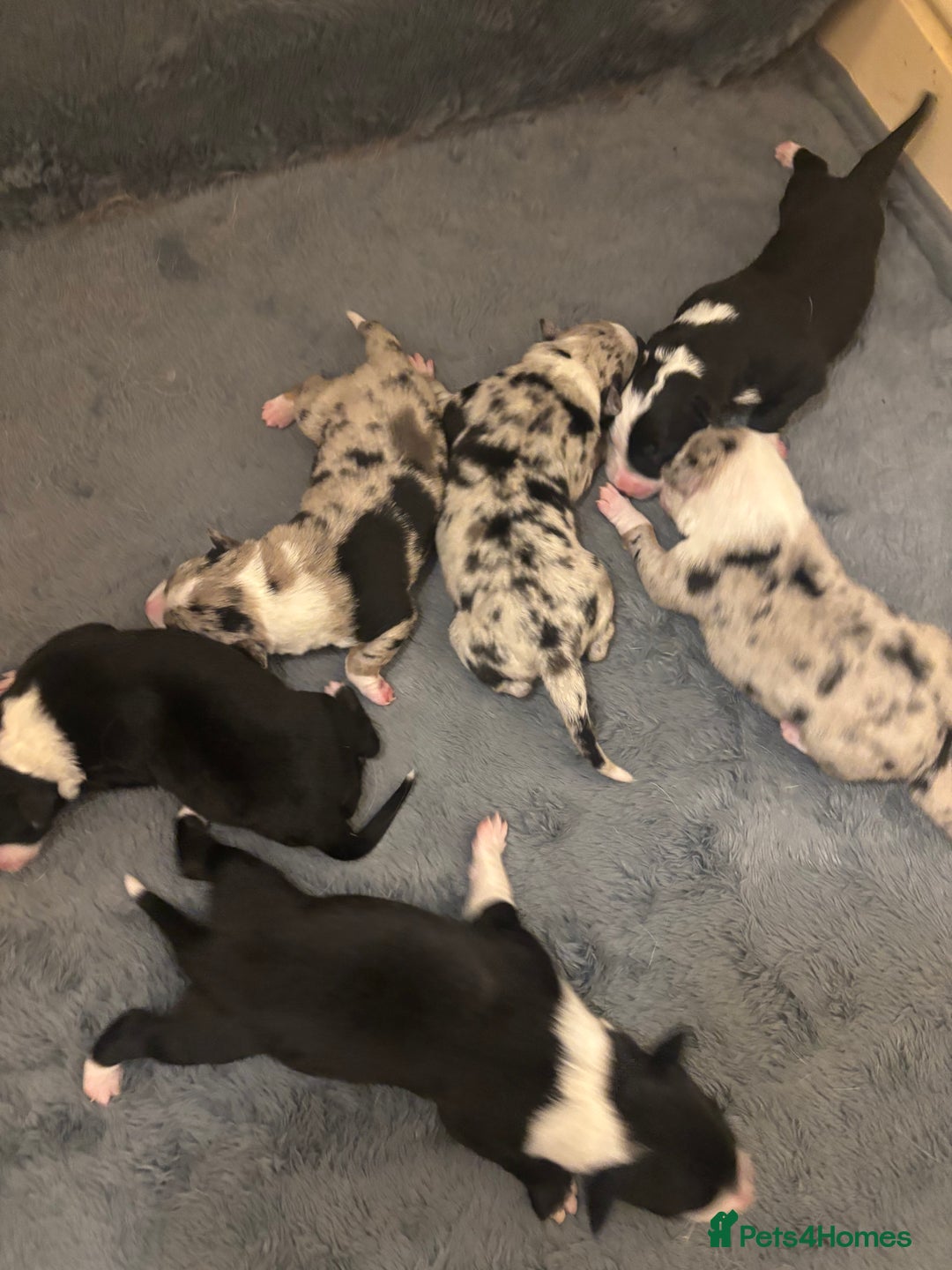 Border Collie dogs for sale: Border collie puppy’s ready to reserve  - Image 3