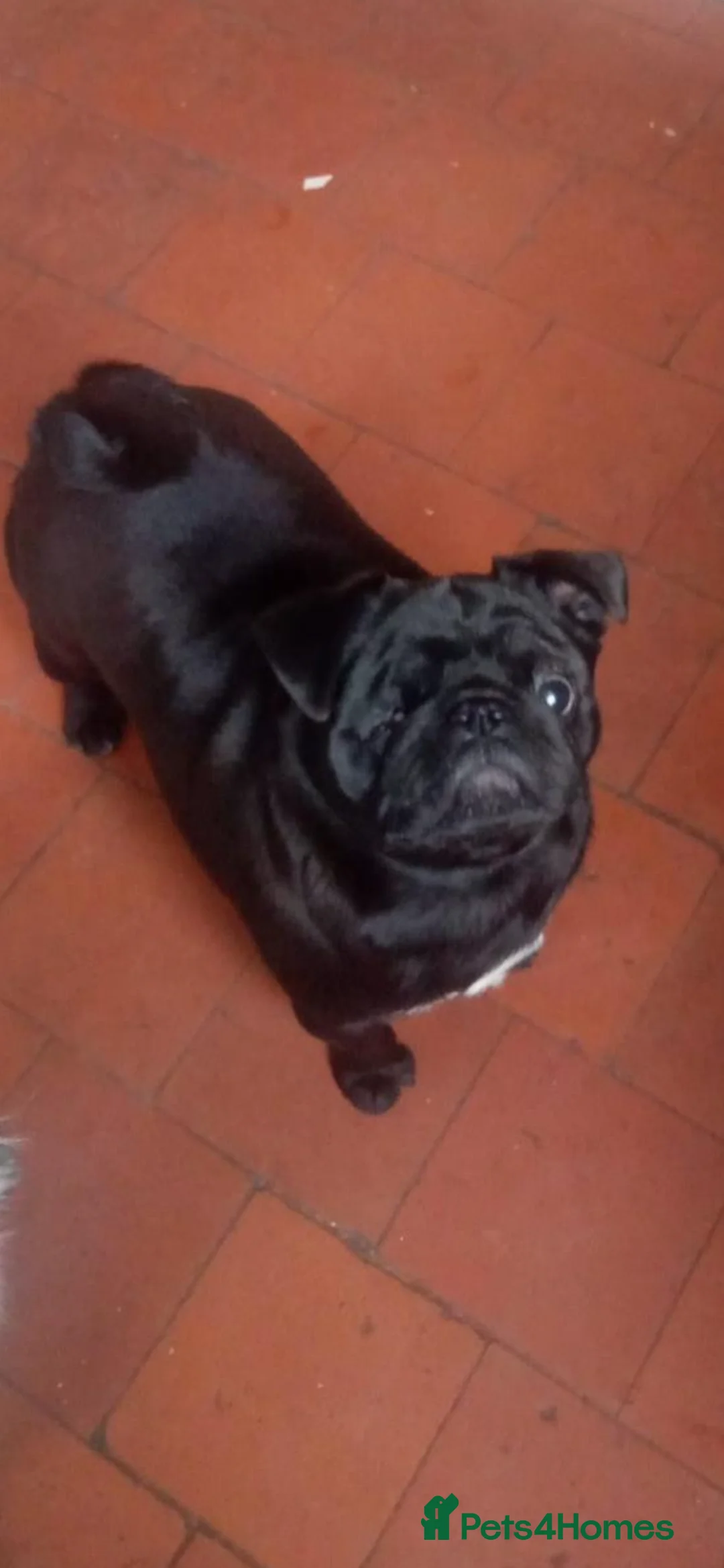 Pug dogs for sale: Black girl pug  - Advert 5