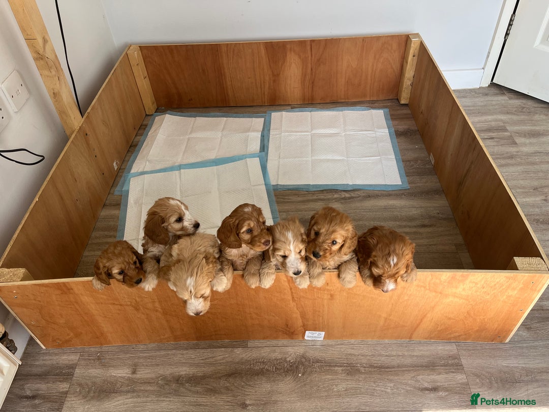 Cockapoo dogs for sale: 7 beautiful cockapoos baby’s  - Image 33