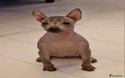 Mexican Hairless dogs for sale: Stunning mini red boy 4 months 8 week old girl . - Image 14