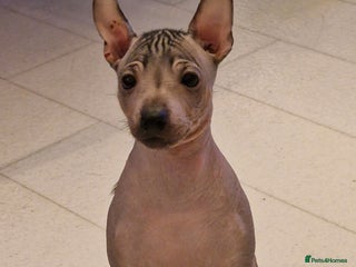 Mexican Hairless dogs - Advert 1