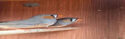 Finches birds for sale: 2 x male zebra finches in Frodsham - Advert 3