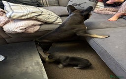 French Bulldog dogs for sale: Male French Bulldog - Image 8