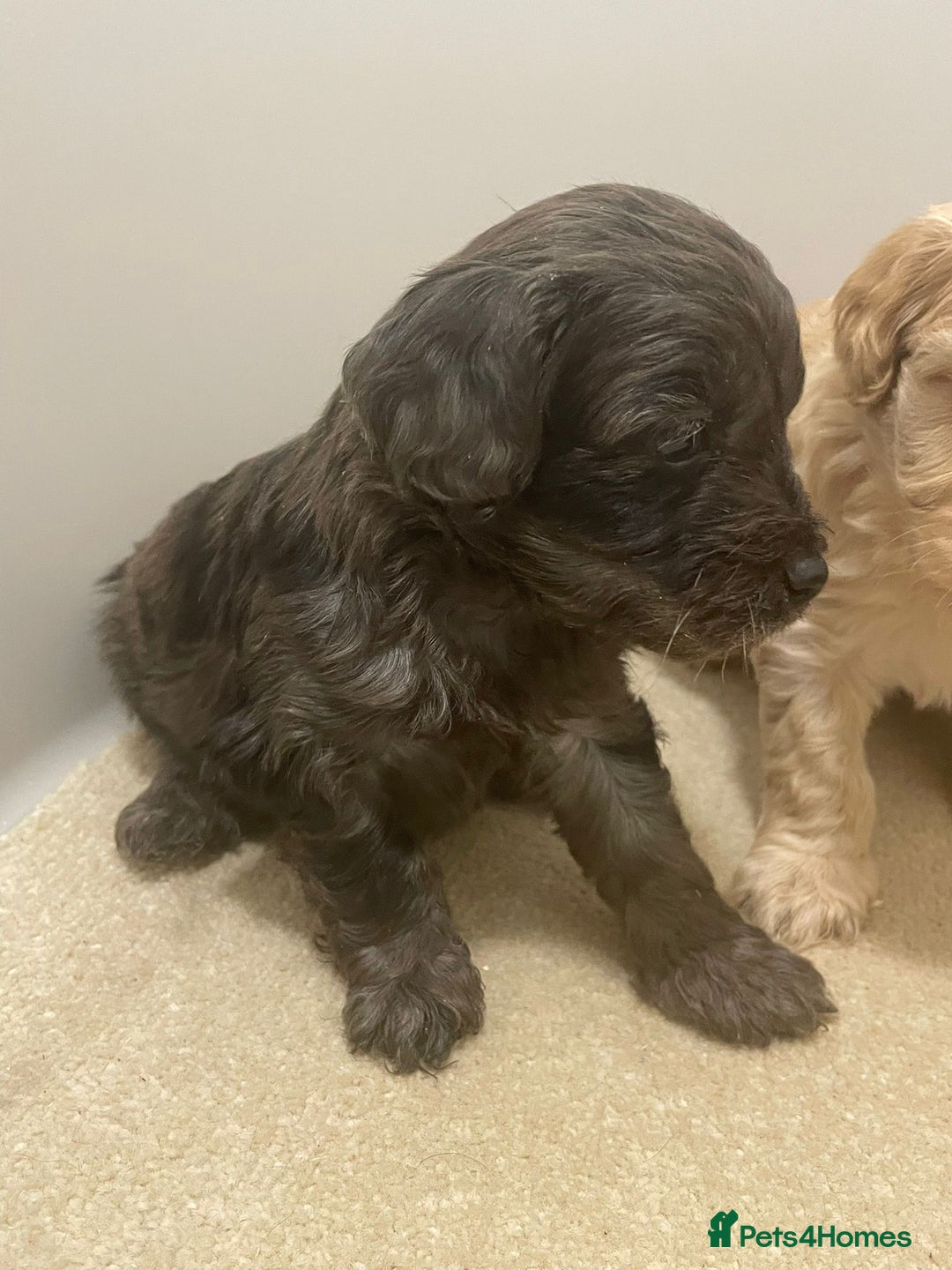 Cockapoo dogs for sale: F1 cockapoo p,a,r tested clear - Advert 10