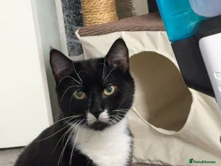 American Shorthair cats for sale - Advert 1