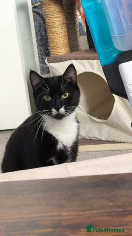 American Shorthair cats - Advert 10