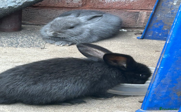 Mixed Breed rabbits - Advert 1