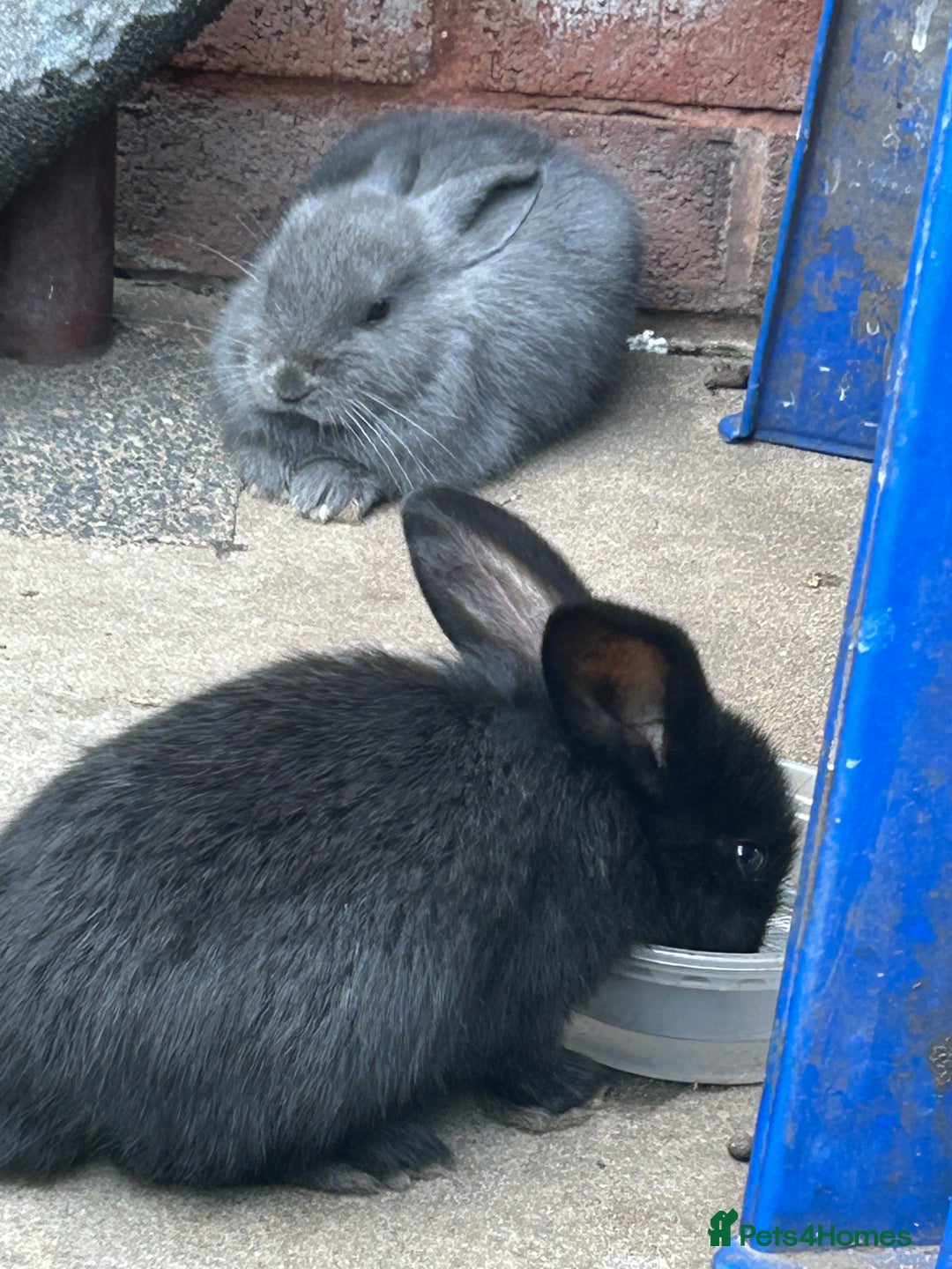 Mixed Breed rabbits for sale: Gorgeous bunnies grey, black - Image 1