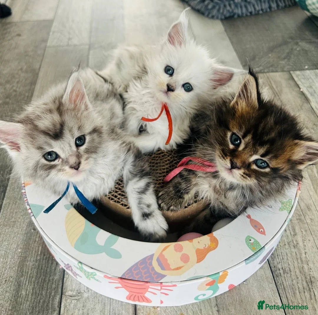Maine Coon cats for sale: Maine Coon kittens - Advert 1
