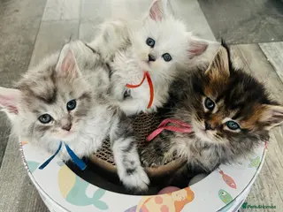 Maine Coon cats Maine Coon kittens - Advert 1