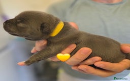 Staffordshire Bull Terrier dogs for sale: Beautiful Staffy Puppies (Blue and Black) - Image 22