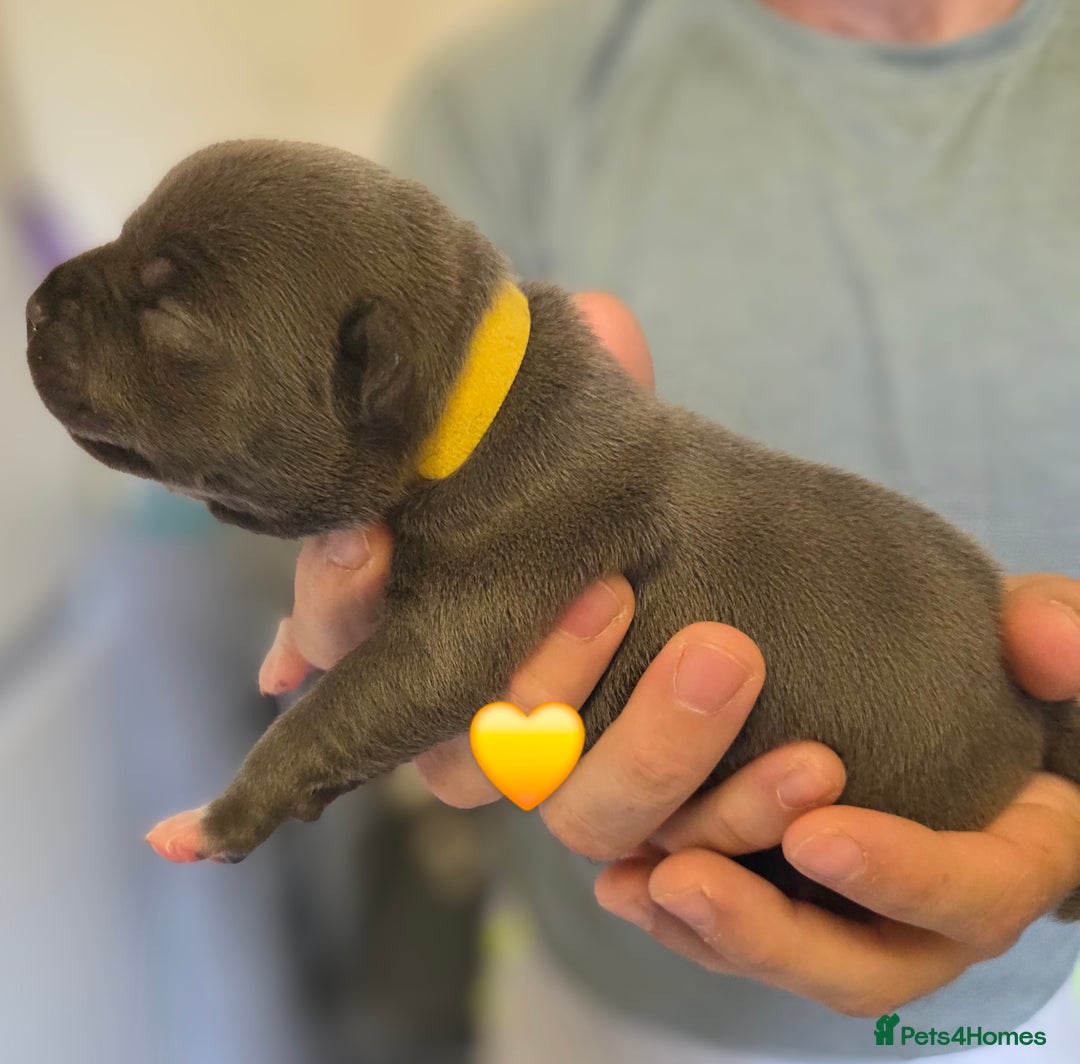 Staffordshire Bull Terrier dogs for sale: Beautiful Staffy Puppies (Blue and Black) - Image 22
