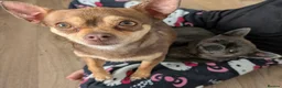Chihuahua dogs for sale: 3 beautiful chihuahua puppies  - Advert 14