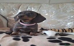 Miniature Dachshund dogs for sale: Miniature Dachshund Puppies  - Image 3