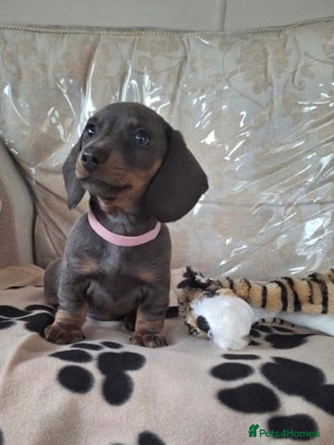 Miniature Dachshund dogs for sale: Miniature Dachshund Puppies  - Image 3