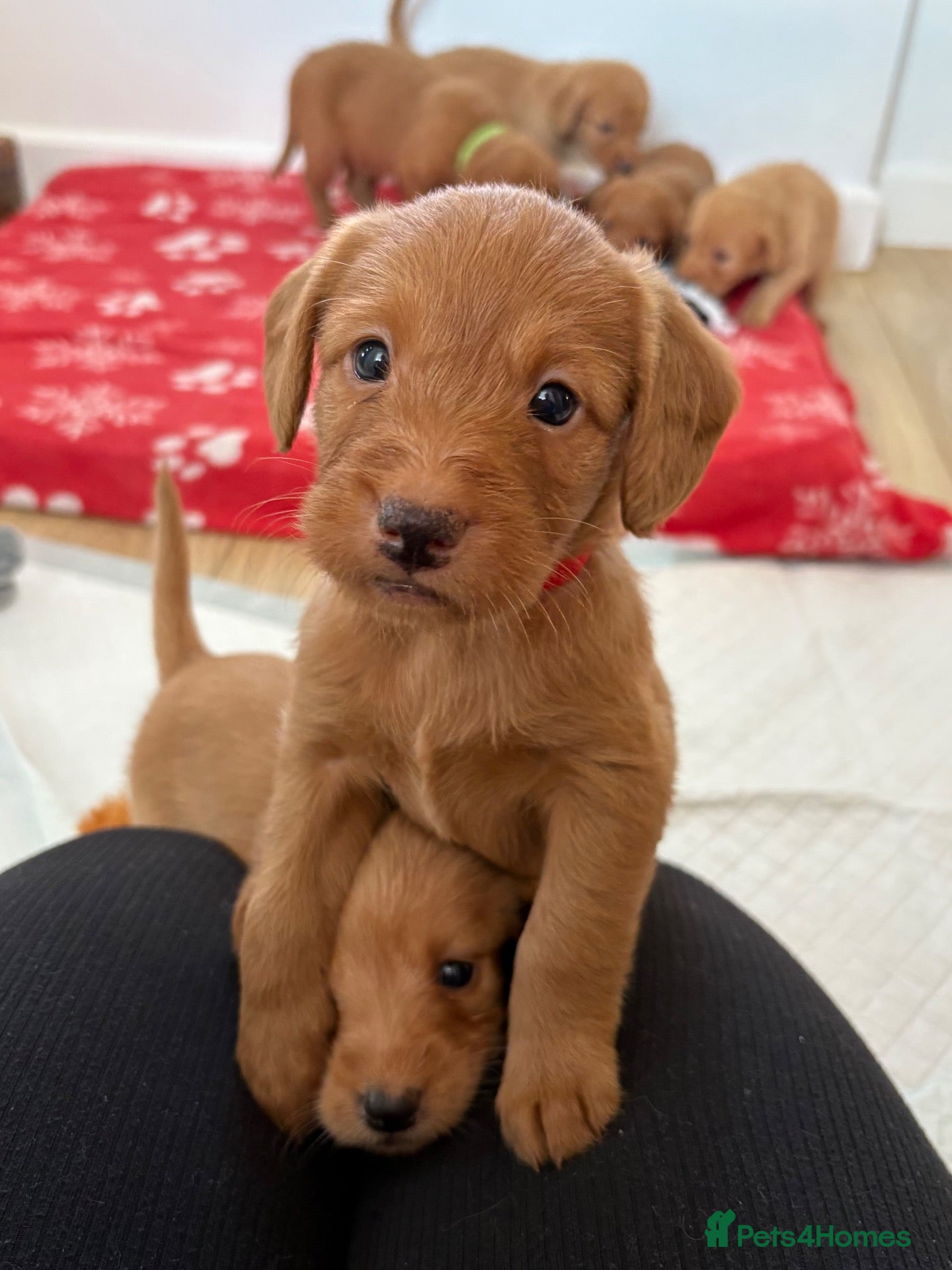 Labradoodle dogs Extensively Health Tested F1 Miniature Labradoodle - Advert 2