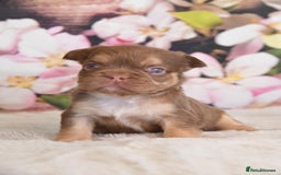 French Bulldog dogs for stud: NEW SHADE ISABELLA health tested  in Hastings - Image 8