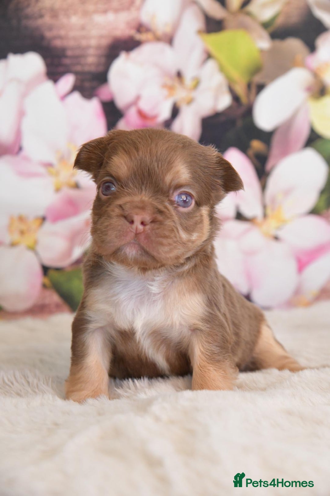 French Bulldog dogs for stud: NEW SHADE ISABELLA health tested  in Hastings - Image 8