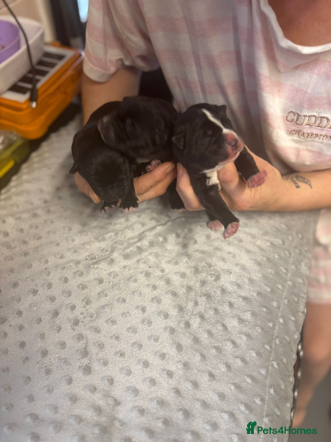 Mixed Breed dogs for sale: Huge American akita x cane corso pups - Image 10