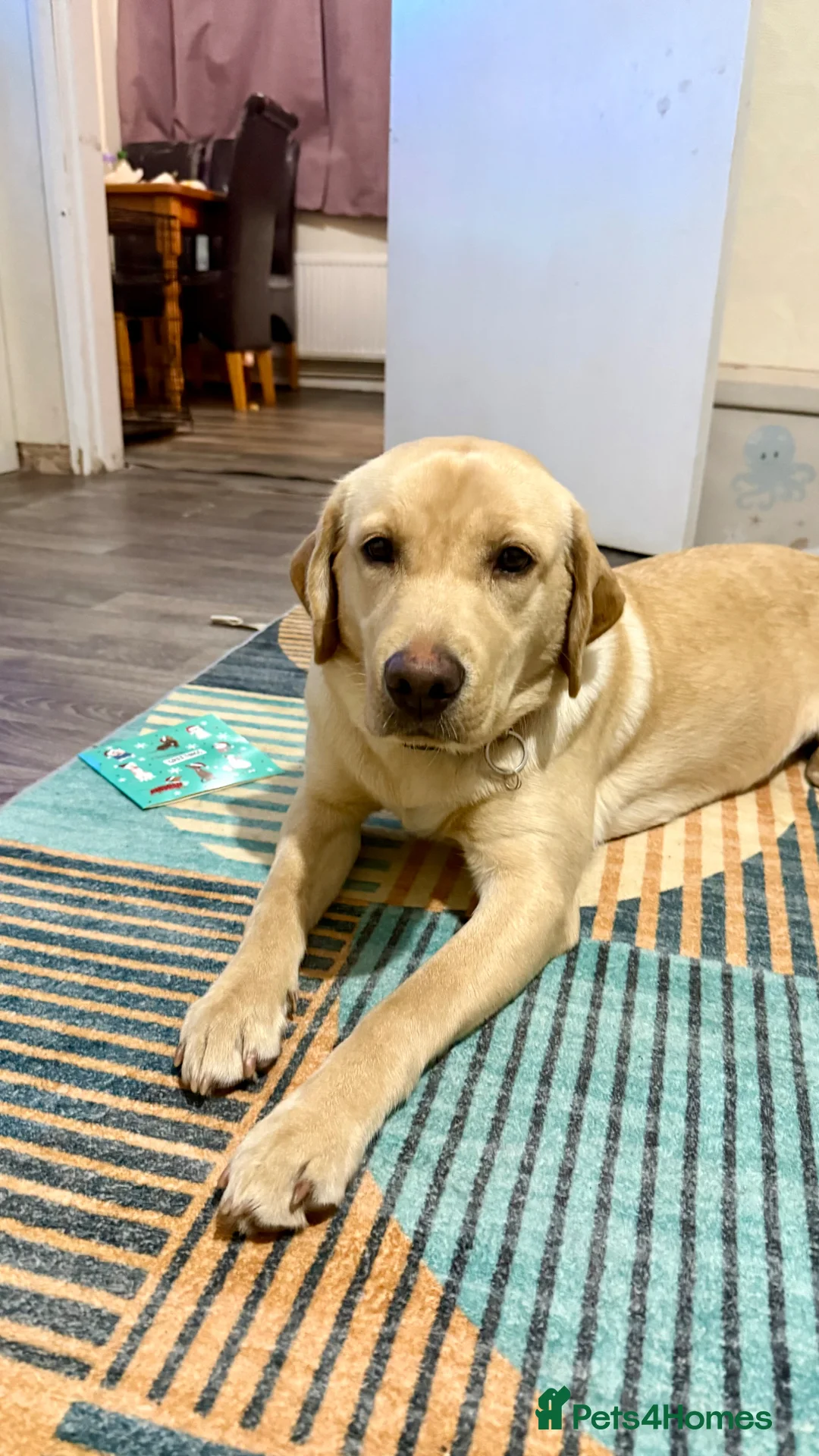 Labrador Retriever dogs for sale: Labrador Retriever  in Oswestry - Advert 3