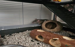 Rat rodents for sale: 2 female rats  - Image 2