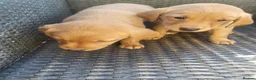 Labrador Retriever dogs for sale: A Super litter of Fox Red & Black Working Lab pups - Advert 11