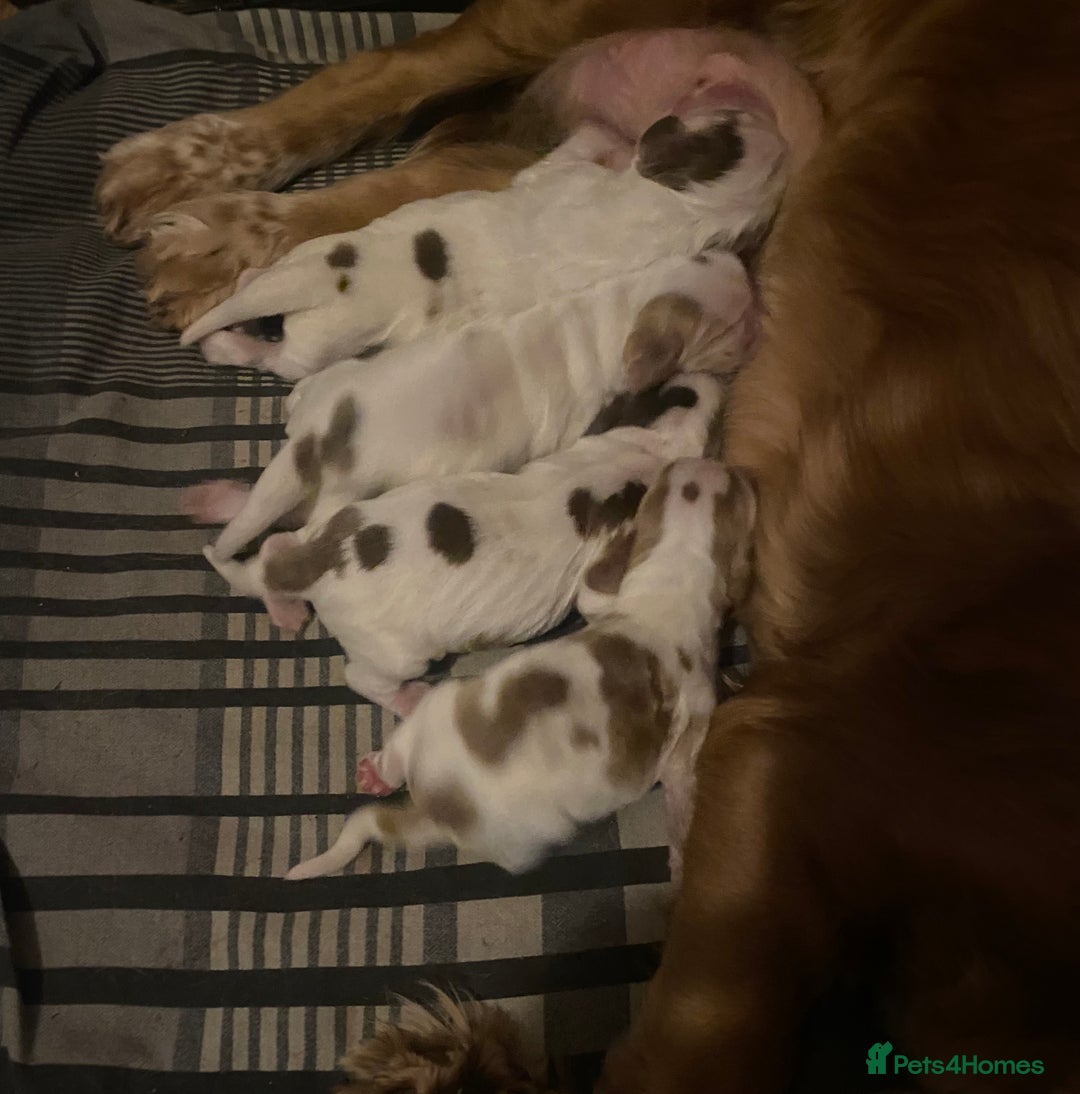 Cocker Spaniel dogs for sale: ‘Show Type’ Cocker Spaniel Puppies. KC Registered. - Advert 4