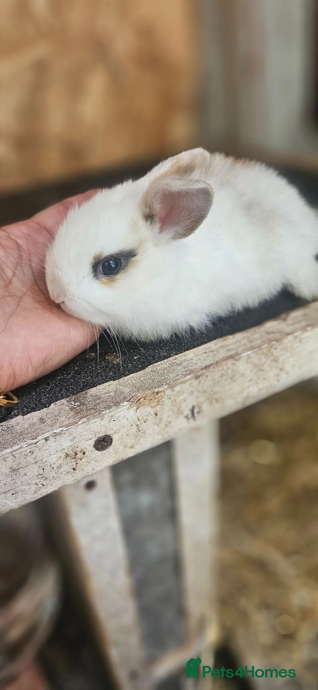 Mixed Breed rabbits for sale: They are very friendly family 🥰 - Advert 2