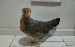 Hens poultry for sale: 2 hens and one Rooster - Image 2