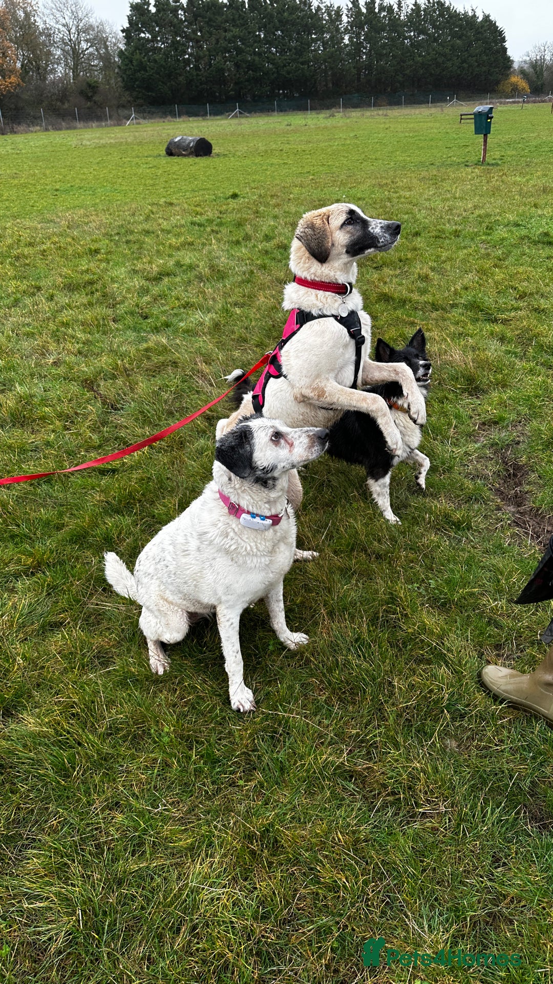 Mixed Breed dogs for adoption: Amara: Beautiful Soul Seeking a Family to Love - Advert 2