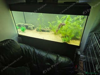 Other/Mixed Breed fish Axolotls and setup - Advert 1