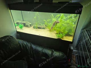 Other/Mixed Breed fish Axolotls and setup - Advert 22