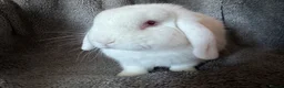Mini Lop rabbits for sale: Floppy - mini lop  - Advert 1