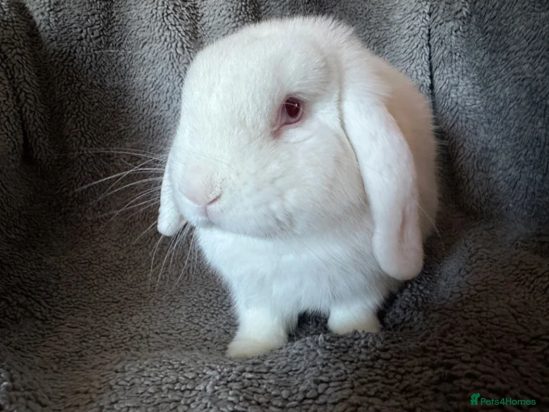 Mini Lop rabbits for sale: Floppy - mini lop  - Advert 1