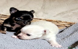 Chihuahua dogs for sale: X2 males chihuahua puppies - Image 4