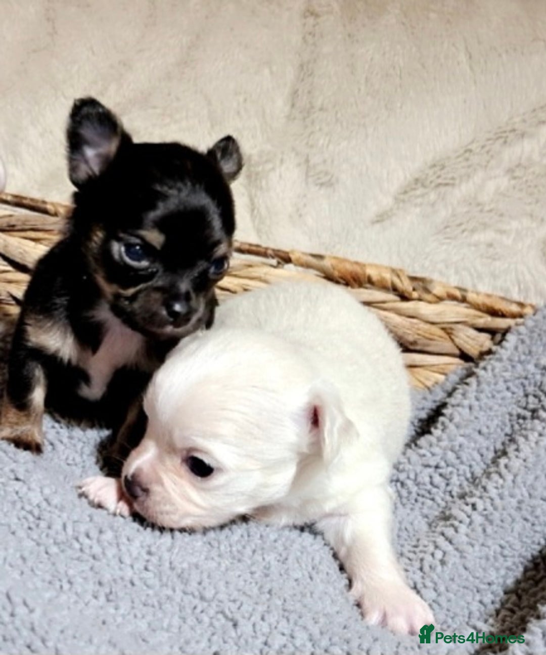 Chihuahua dogs for sale: X2 males chihuahua puppies - Image 4